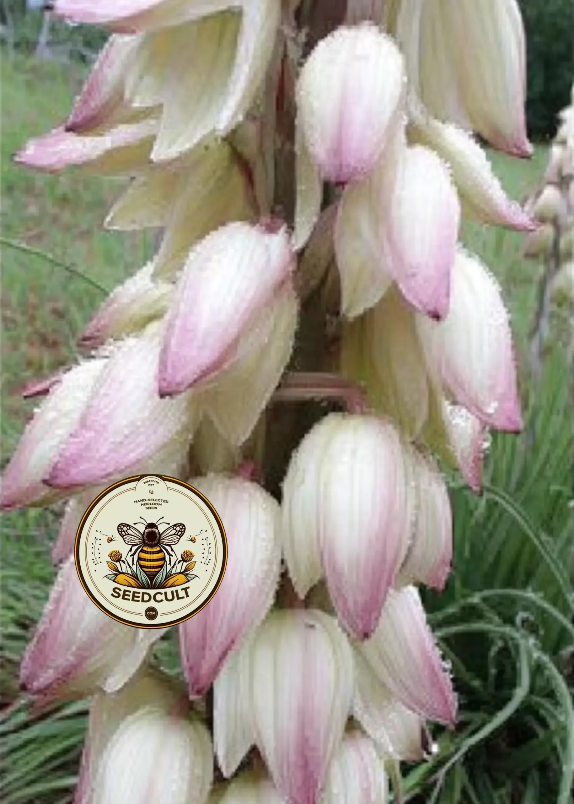 BANANA YUCCA