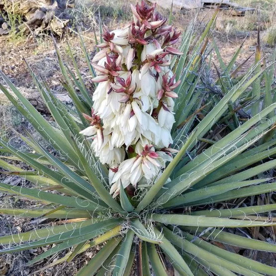 Banana Yucca - Yucca Baccata