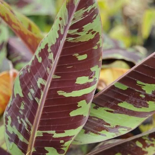 Banana Zebrina
