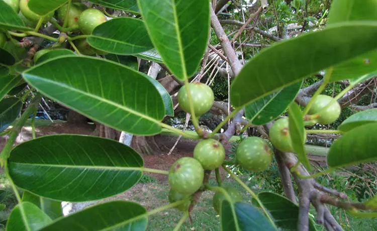 Banyan Fig tree Ficus Macrophylla
