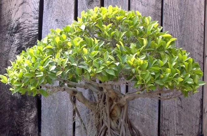 Banyan Tree Seeds for Bonsai