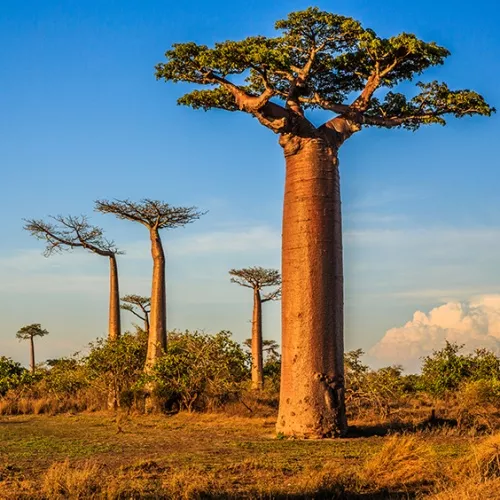 Baobab