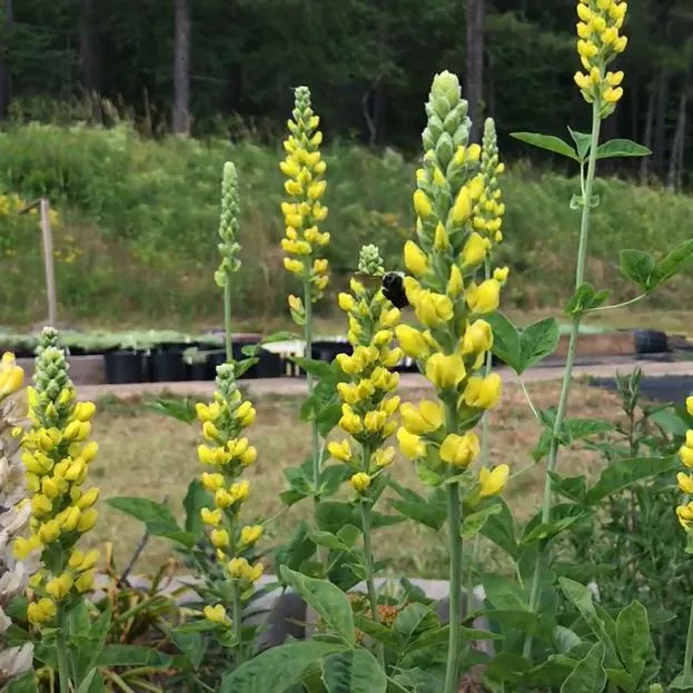 Baptisia australis 'American Goldfinch'- American Goldenfinch False Indigo