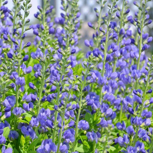 Baptisia australis