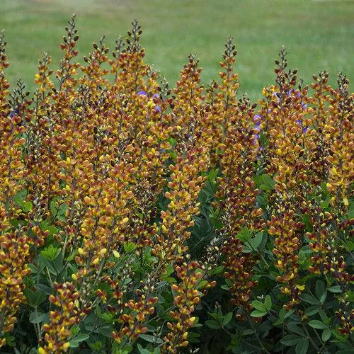 Baptisia 'Cherries Jubilee'- Decadence Cherries Jubilee Baptisia