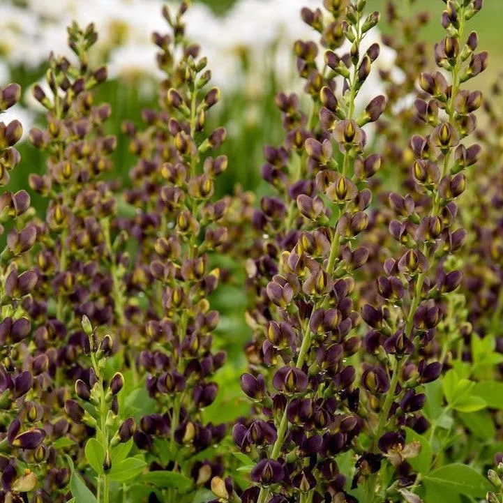 Baptisia 'Dark Chocolate'- Decadence Dark Chocolate False Indigo