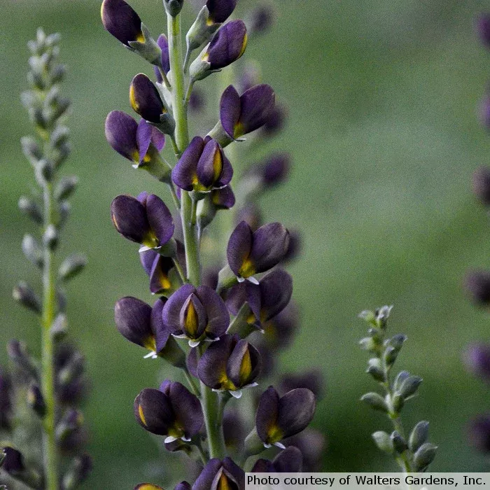 Baptisia Decadence 'Dark Chocolate'
