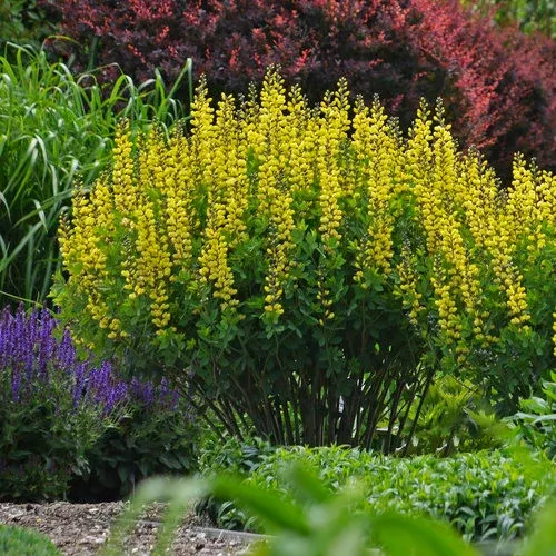 Baptisia DECADENCE 'Lemon Meringue'
