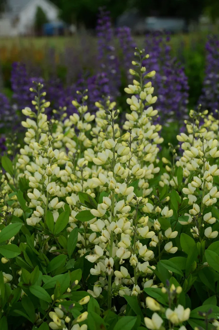 Baptisia Decadence 'Vanilla Cream'