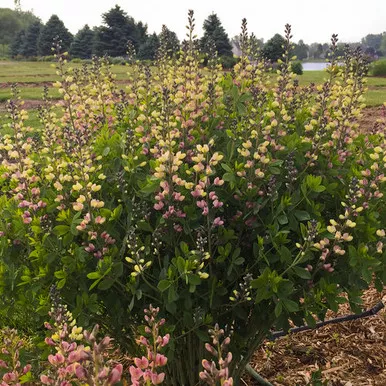 Baptisia Pink Lemonade