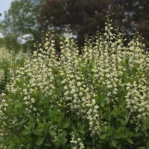 Baptisia 'Vanilla Cream'- Decadence Vanilla Cream False Indigo