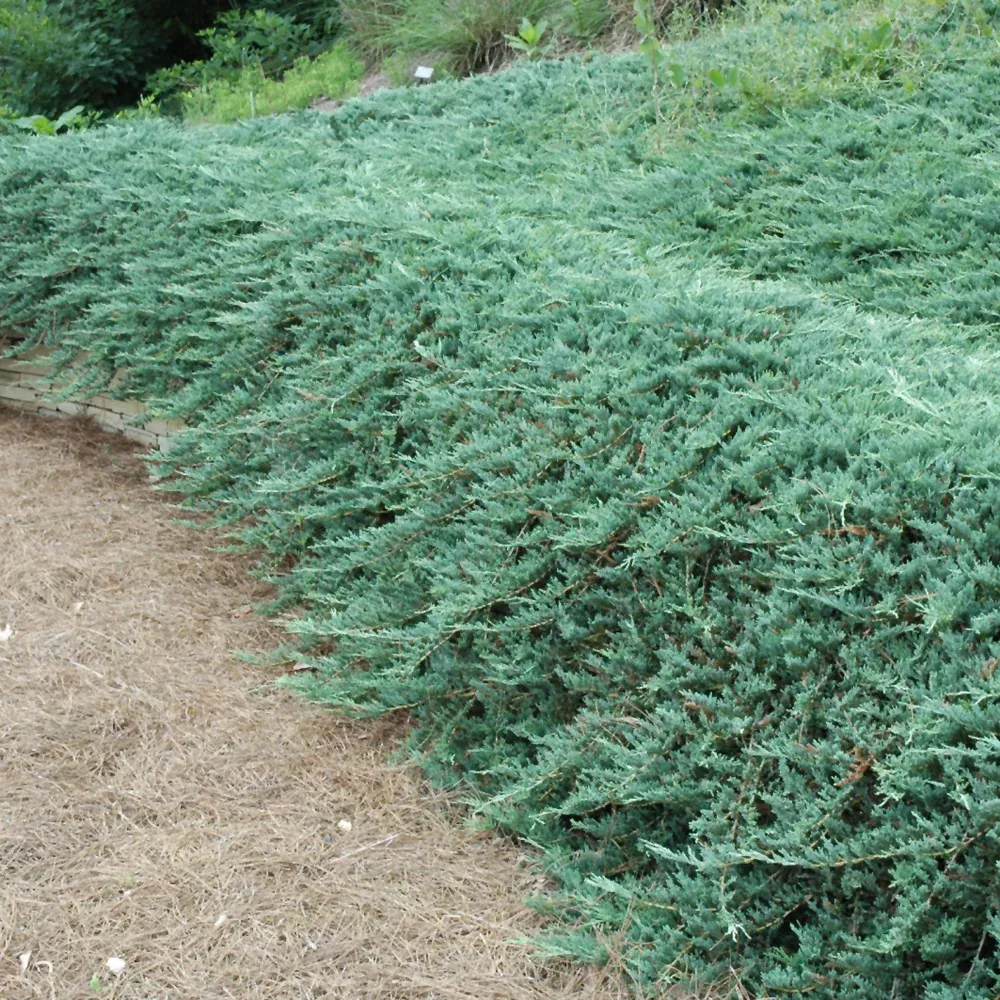 Bar Harbor Juniper