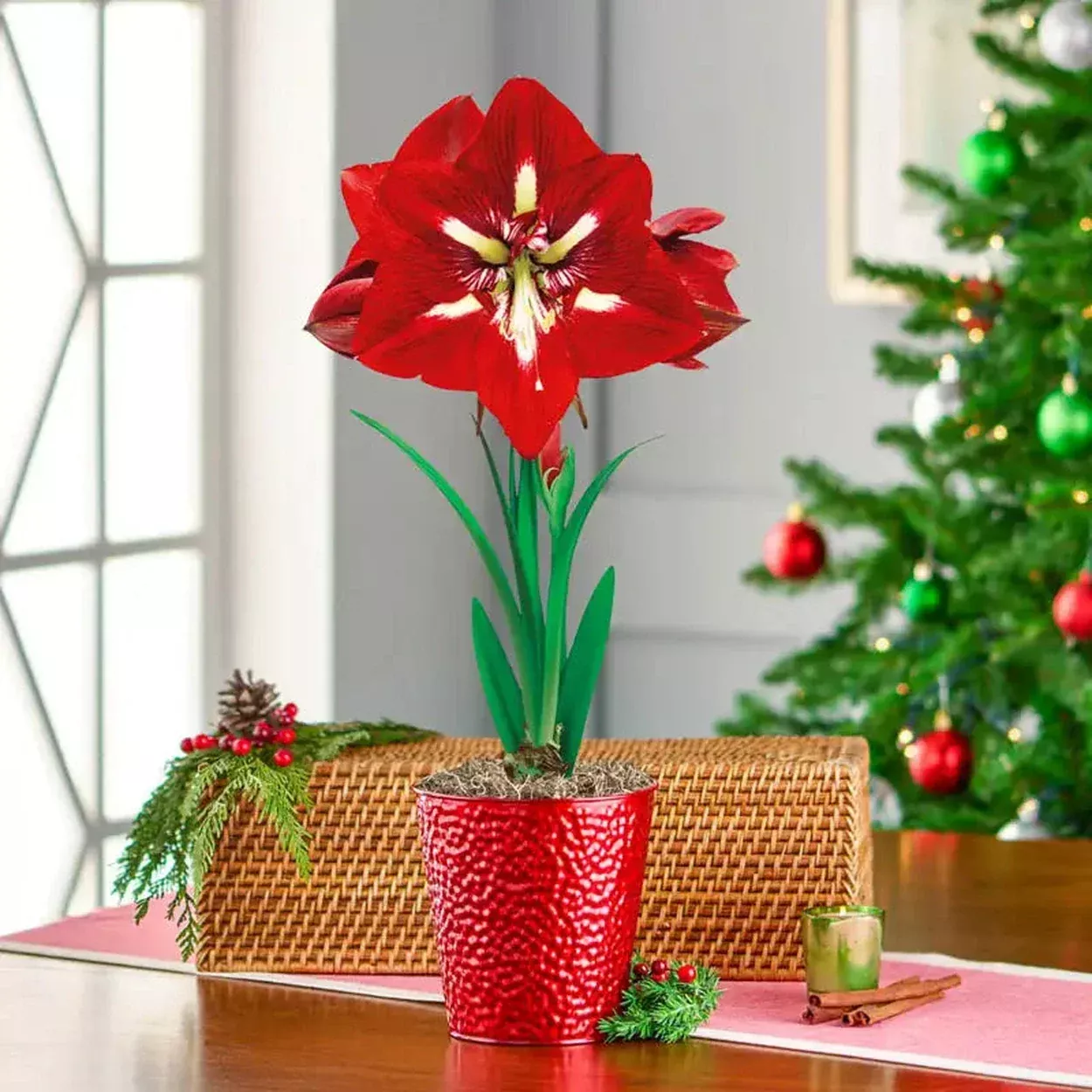 Barbados Amaryllis Single in Metallic Red Pot