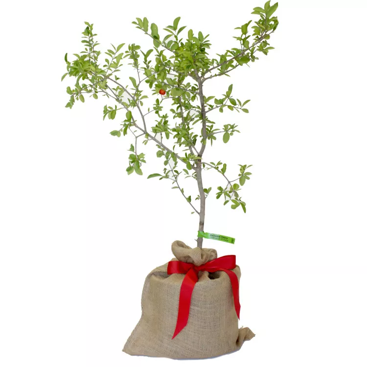 Barbados Cherry/Aceorla/Guyana Cherry Tree