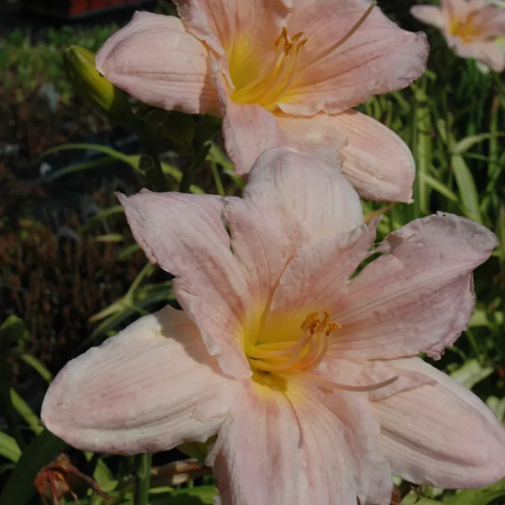 Barbara Mitchell Daylily