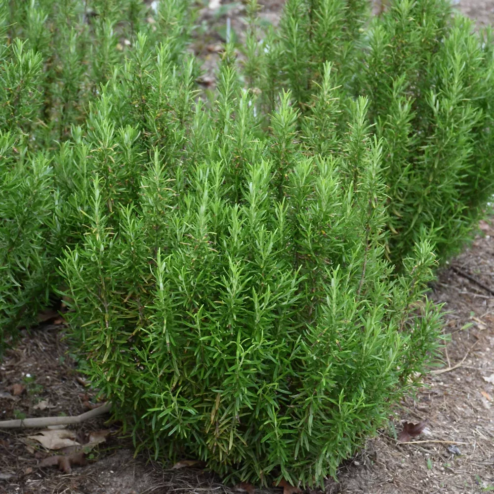 Barbeque Rosemary