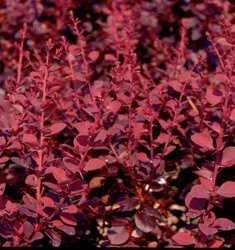 Barberry 'Crimson Pigmy' 3 Gallon