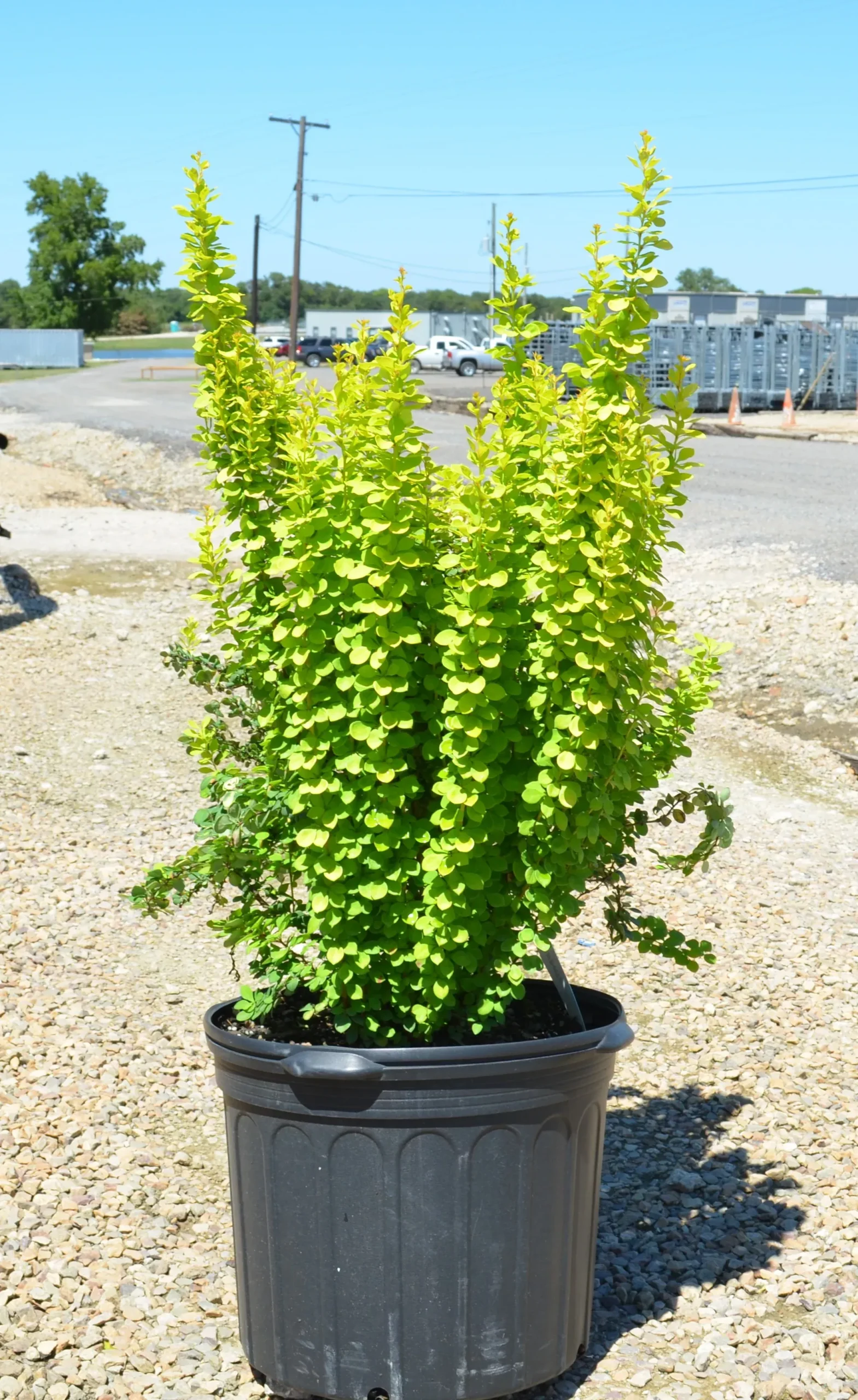 Barberry James Blonde - 1 Gallon