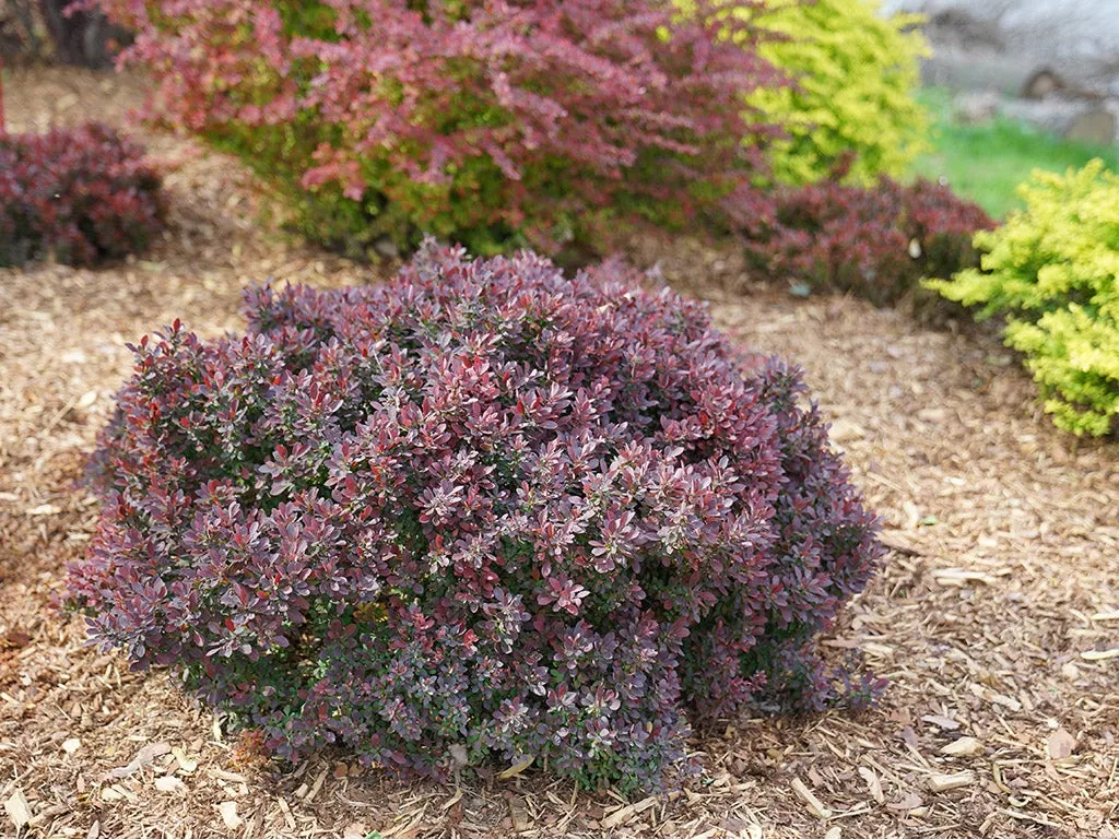 Barberry Sunjoy Mini Maroon - 2 Gallon