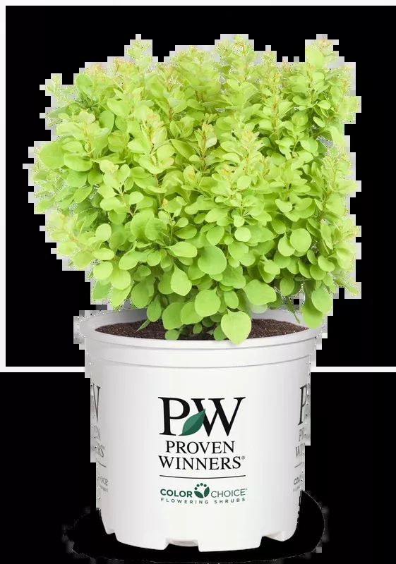 Barberry Sunjoy Mini Saffron - 2 Gallon