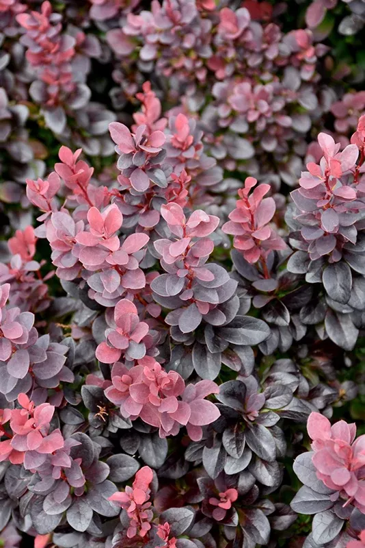 Barberry Sunjoy Plum Pillar - 1 Gallon
