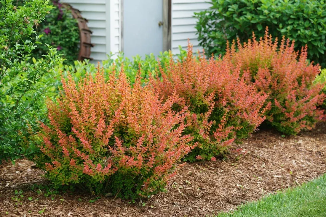 Barberry Sunjoy Tangelo - 2 Gallon