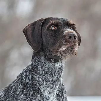 Bark Control Collar DNR