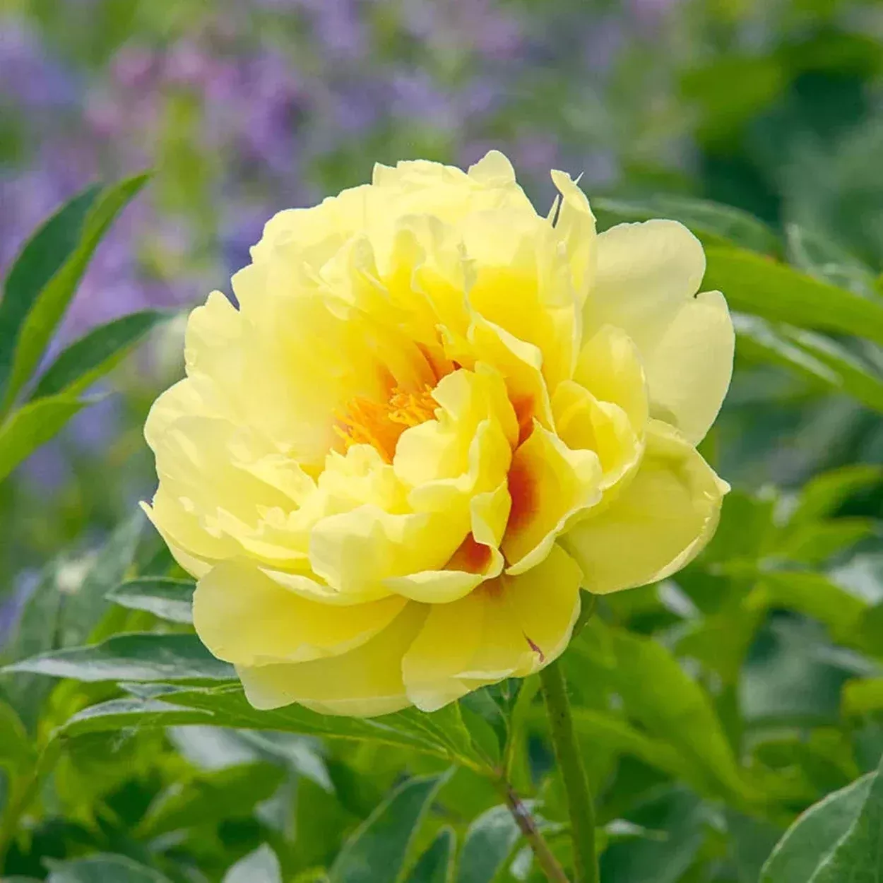 Bartzella Itoh Peony