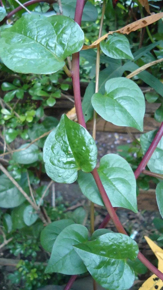 Basella rubra 40 Seeds - Red Malabar Spinach