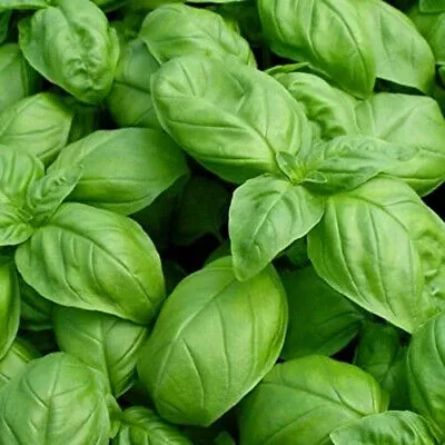 Basil-Italian Large Leaf- 4" pot
