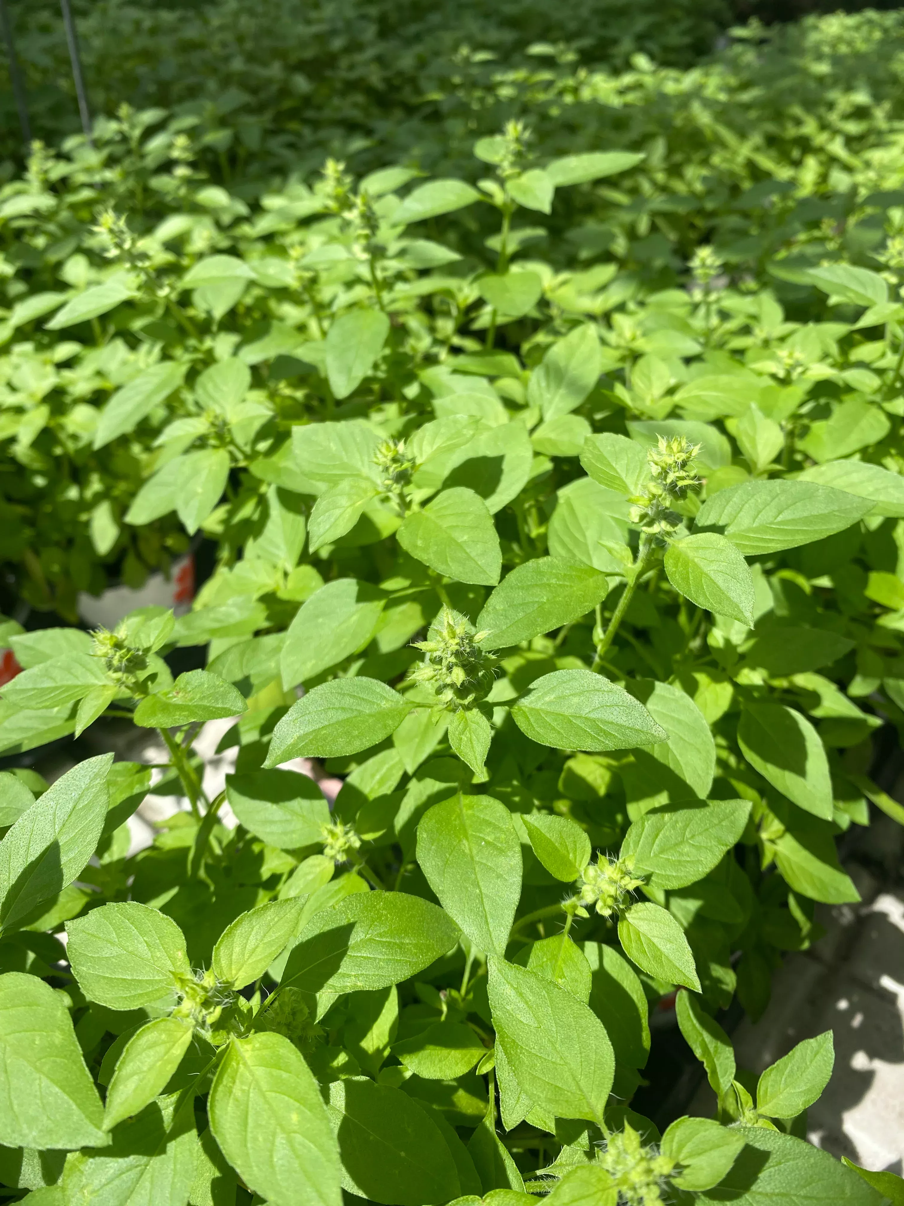 Basil 'Lime'