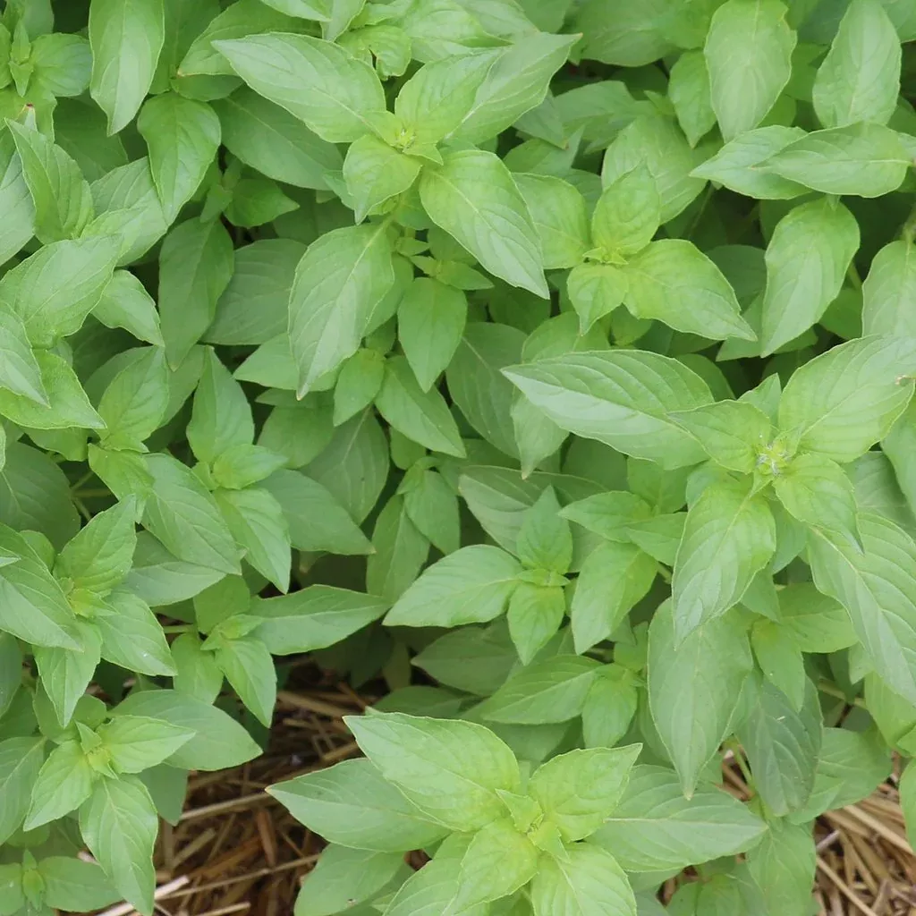 Basil "Mrs. Burns Lemon"- 4" pot