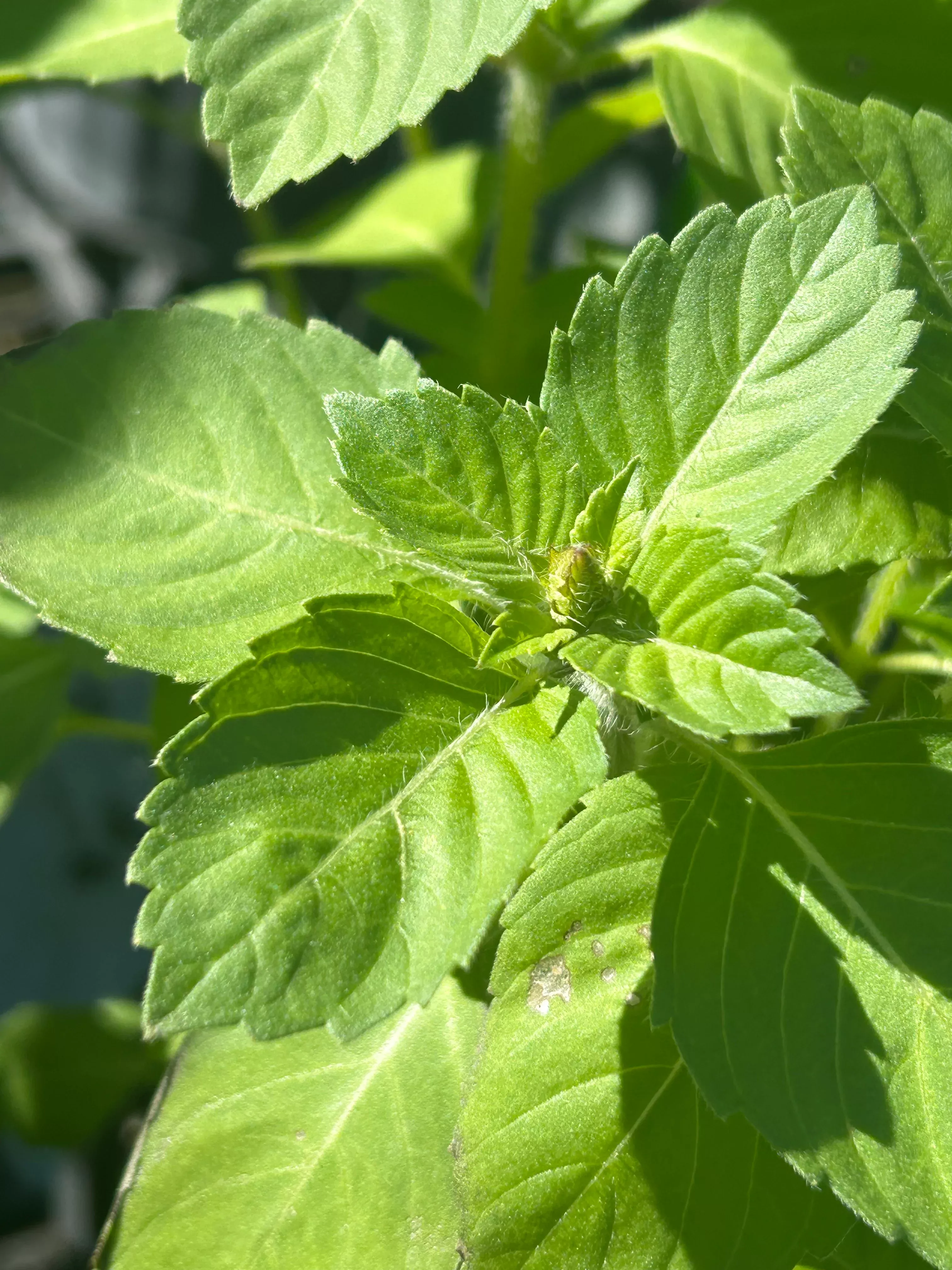 Basil Plant 'Holy'