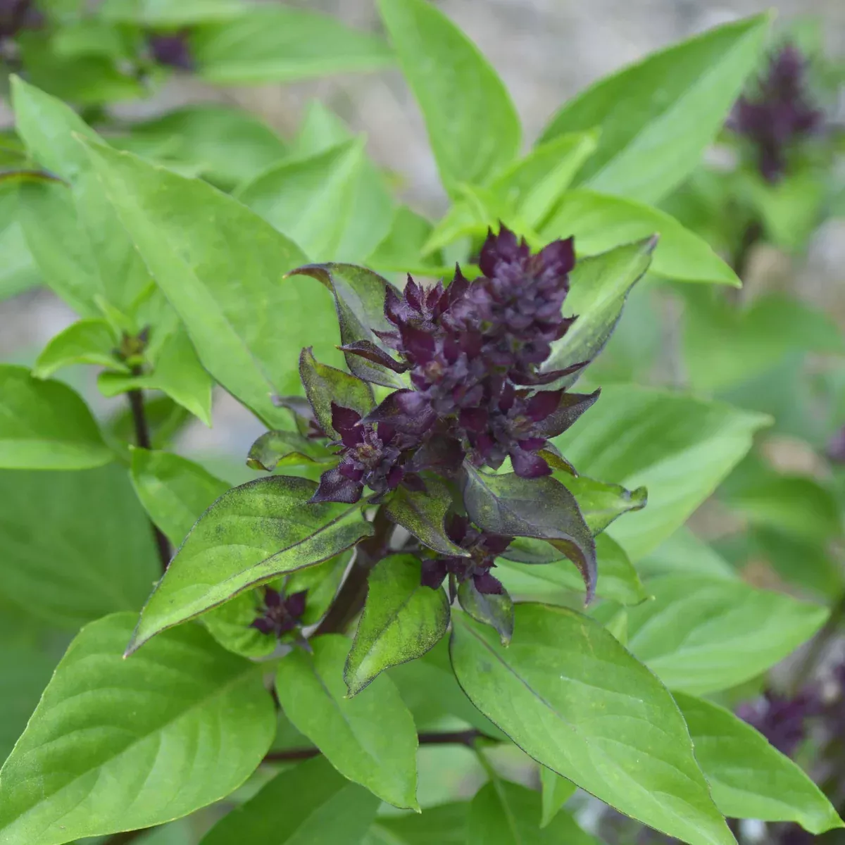 Basil, Thai (Ocimum basilicum thai)