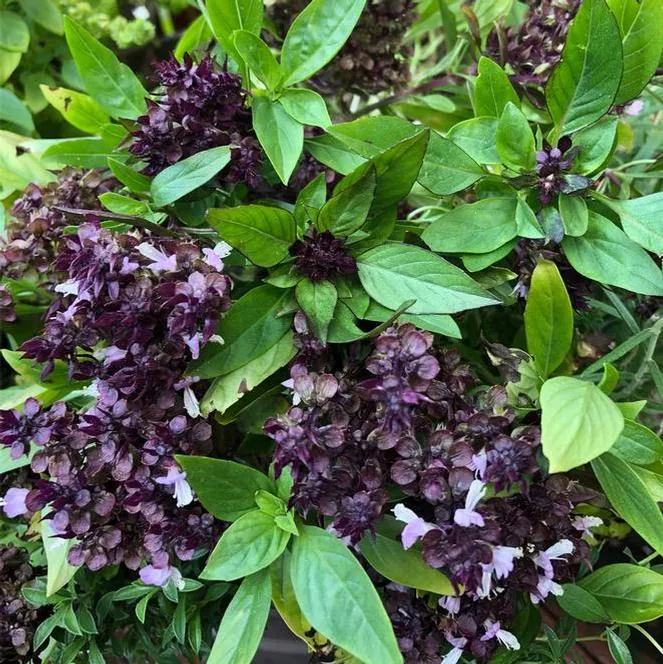 Basil 'Thai' (Siam Queen)