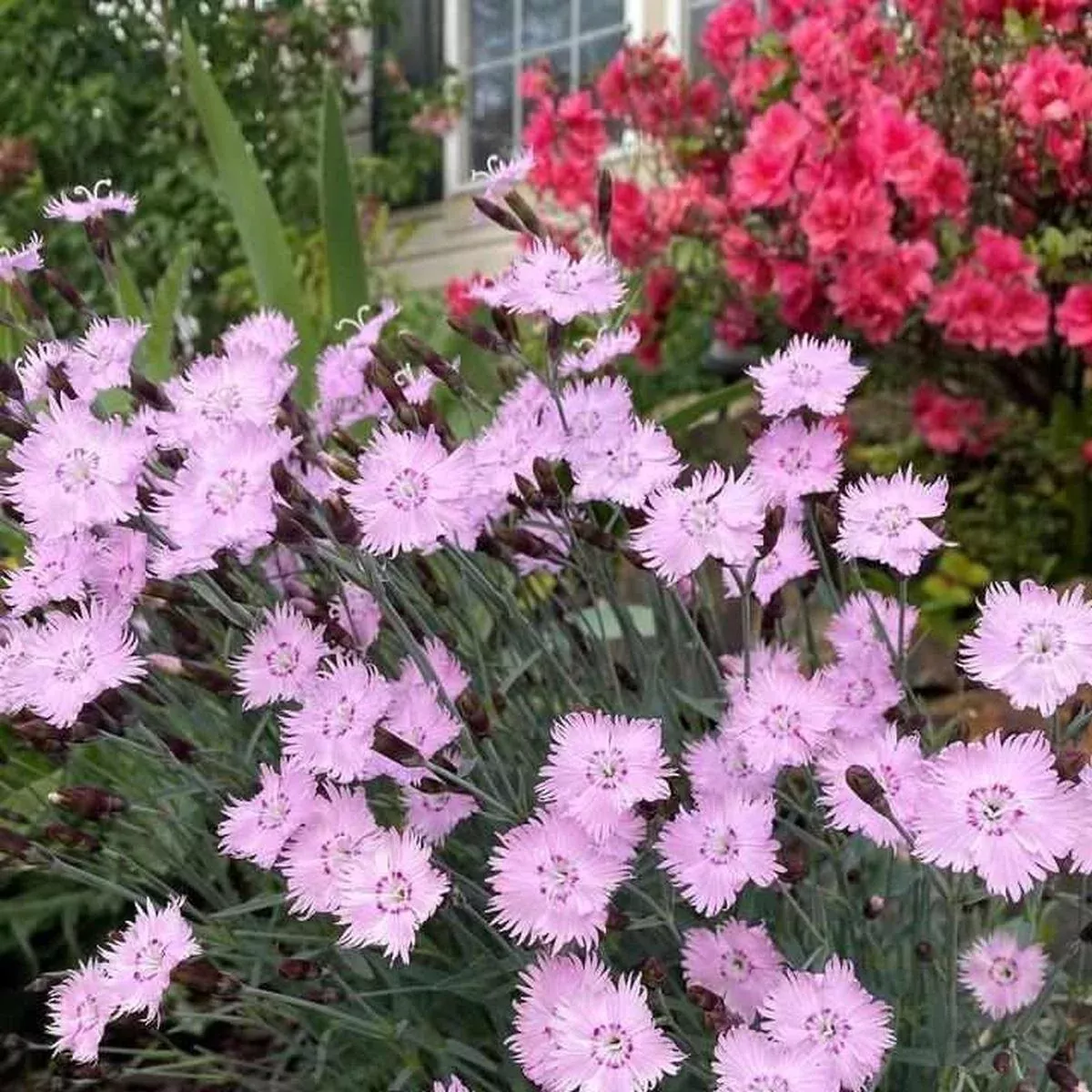 Bath's Pink Cheddar Pinks