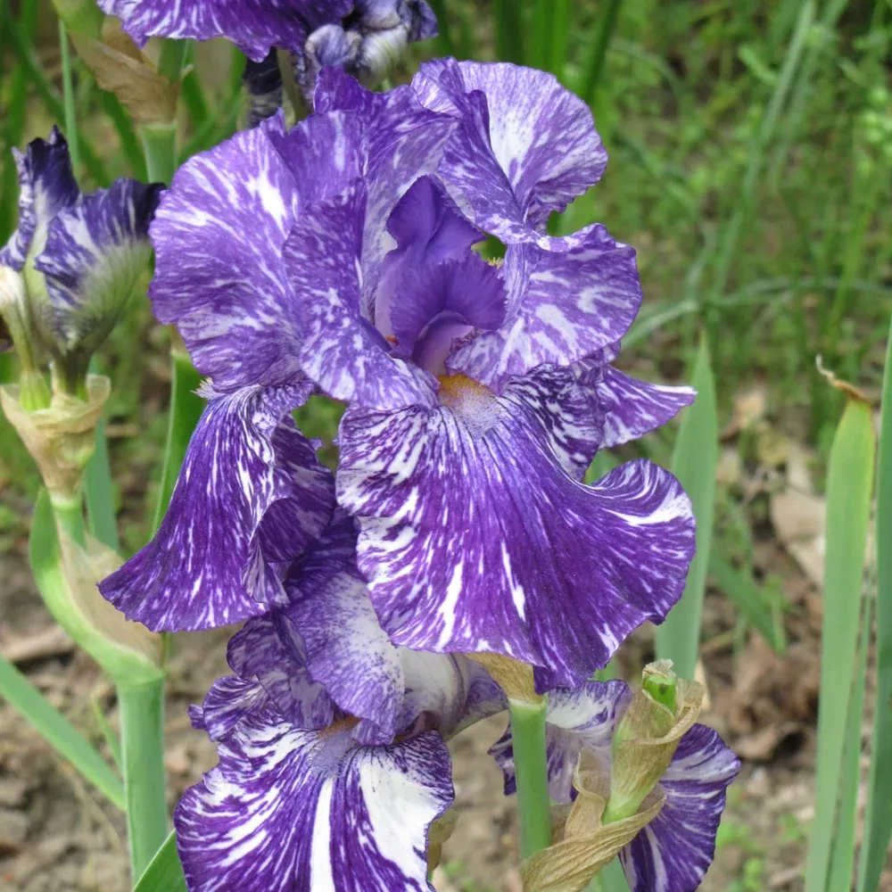 Batik Flags (Iris) - 8" Pot