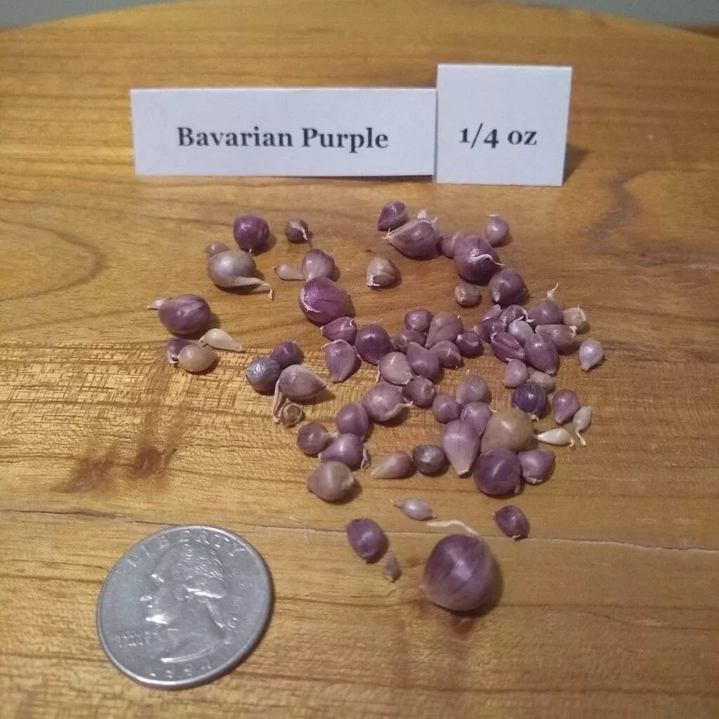 Bavarian Purple