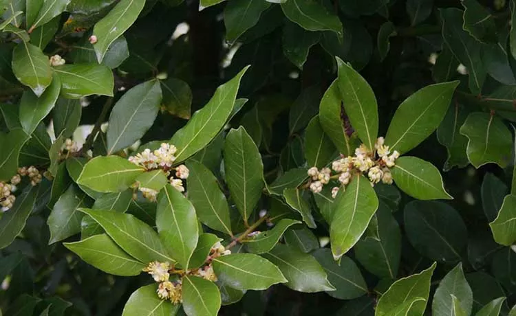 Bay Leaf- Laurus Nobilis