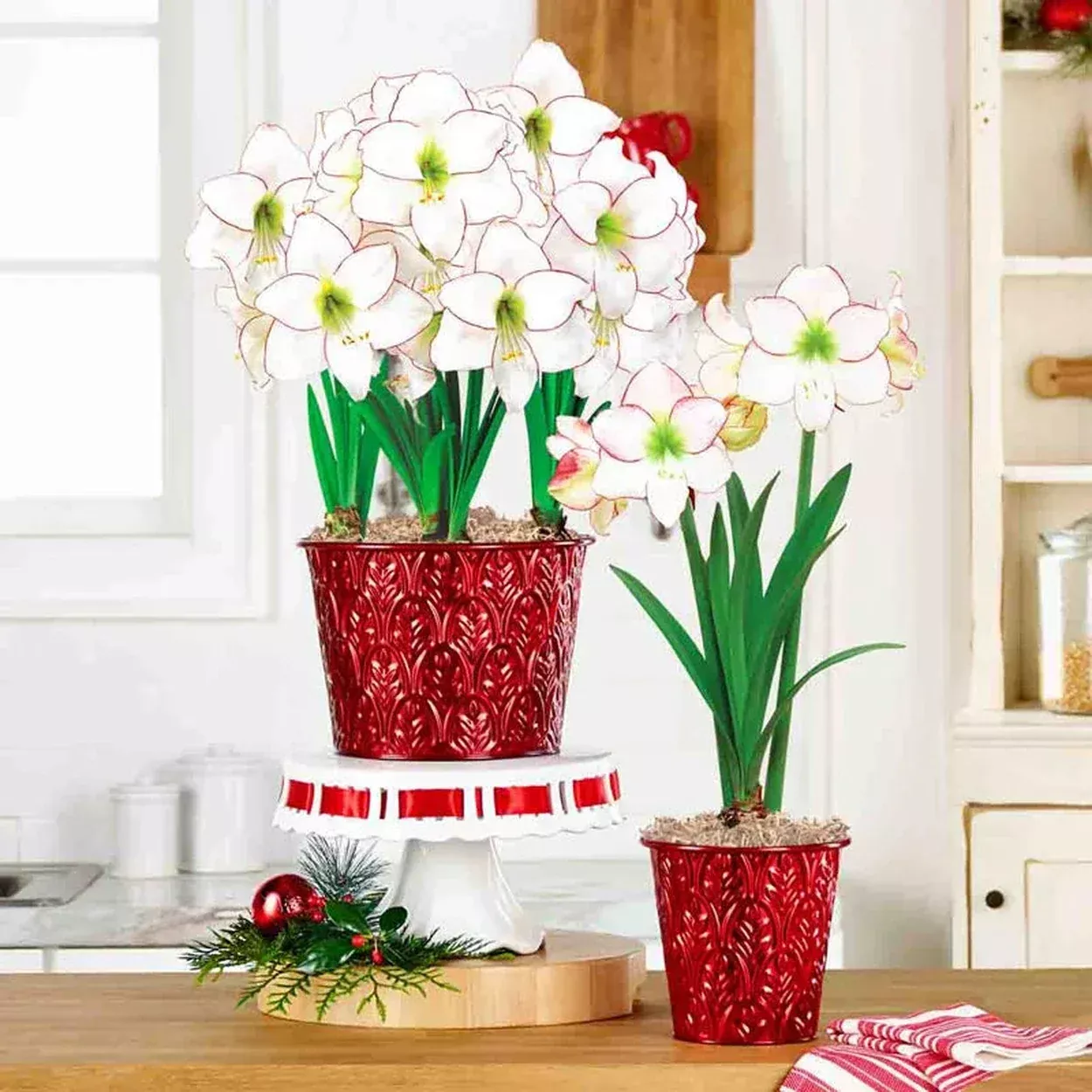 Be of Good Cheer Amaryllis