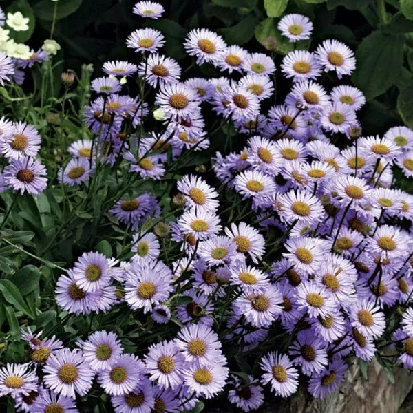 Beach Aster Wayne Roderick