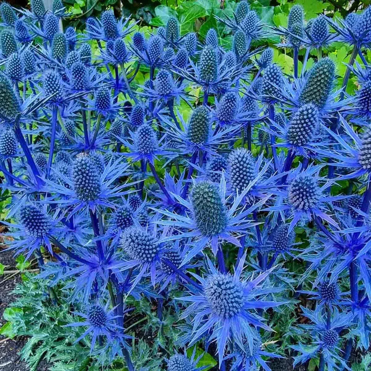 Beachside Blue Sea Holly Super Sak
