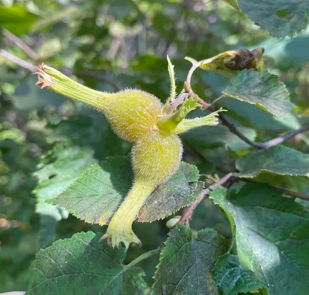 Beaked Hazelnut