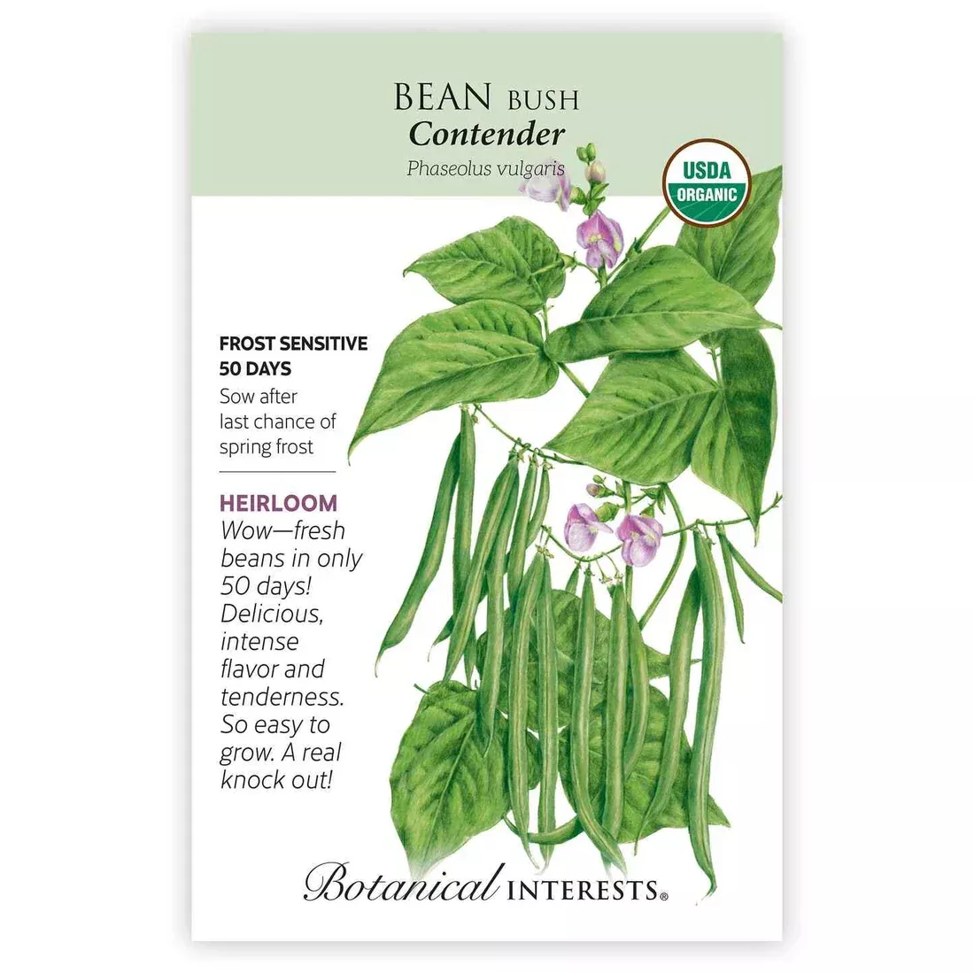 Bean Bush 'Contender'