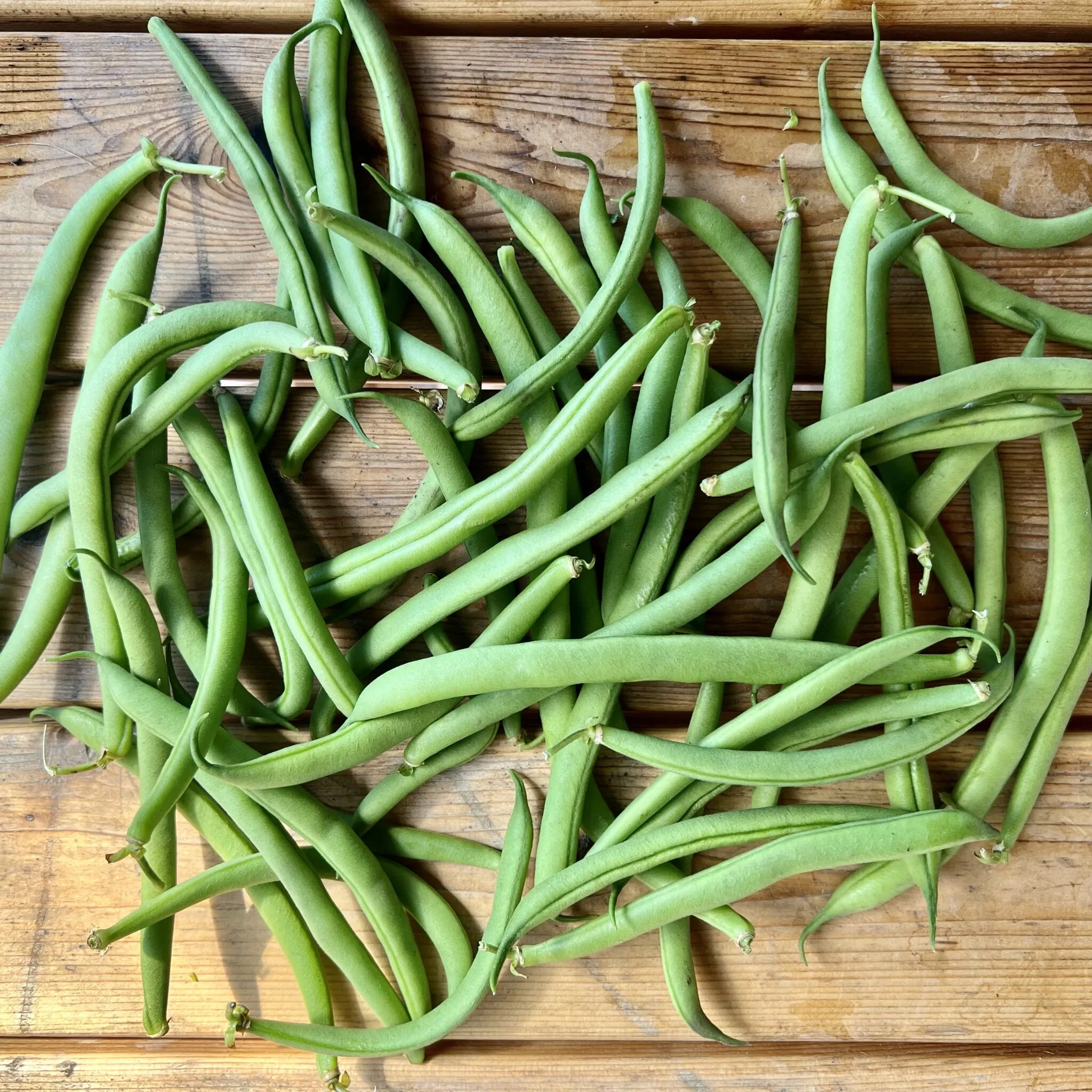 Bean (Bush Snap) – Provider