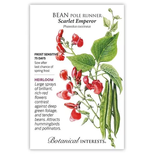 Bean Pole Runner 'Scarlet Emperor'