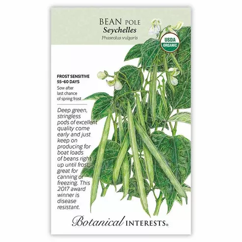 Bean Pole 'Seychelles'