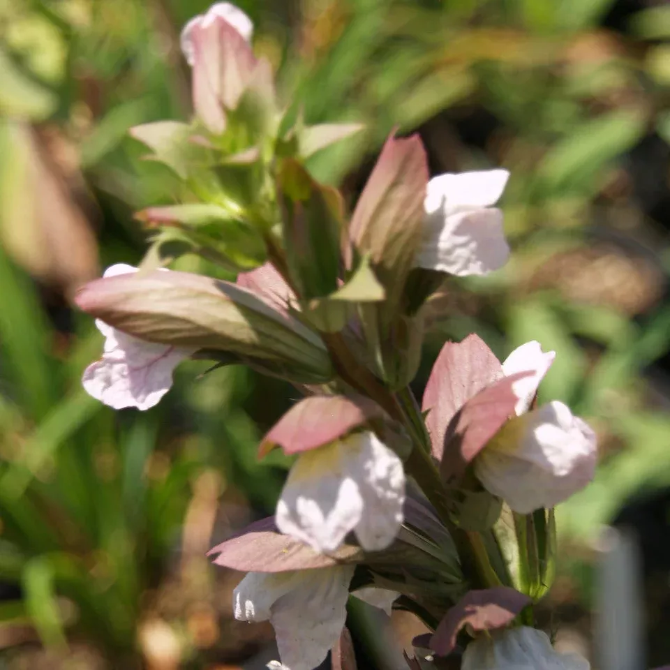 Bear's Breeches - Acanthus mollis