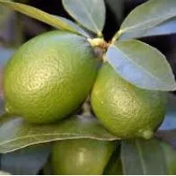 Bearss Seedless Limes