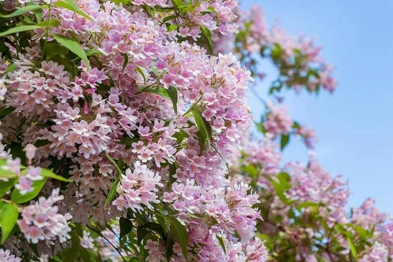 Beauty Bush Seeds, Kolkwitzia Amabilis KO0115